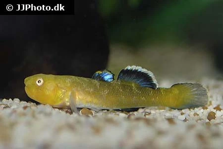 Ørken Gobi (Chlamydogobius Eremius Desert Goby)